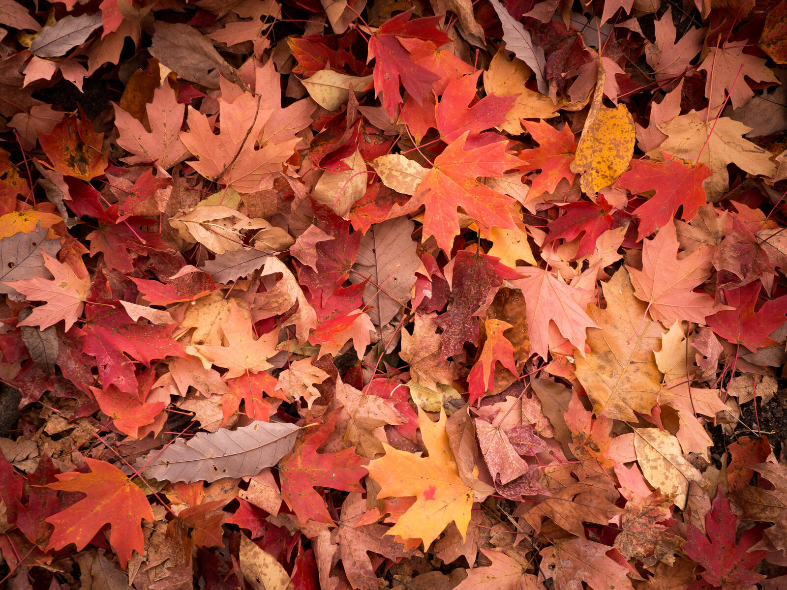Wallpapers autumn autumn leaves autumn background on the desktop