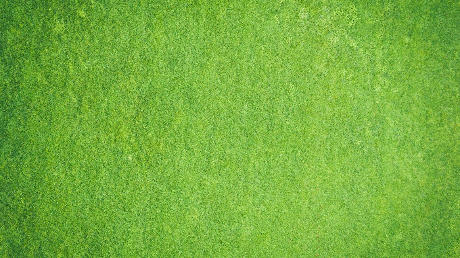 Обои трава текстуры зеленый на рабочий стол