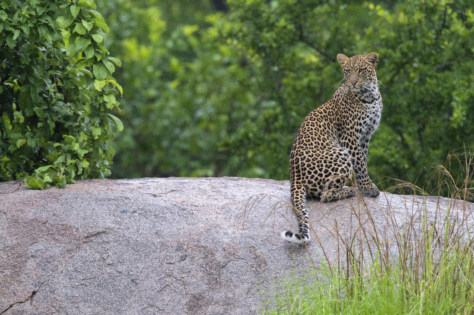 Обои леопард лес камень на рабочий стол