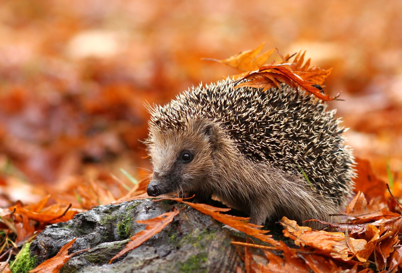 Wallpapers autumn hedgehog animal on the desktop