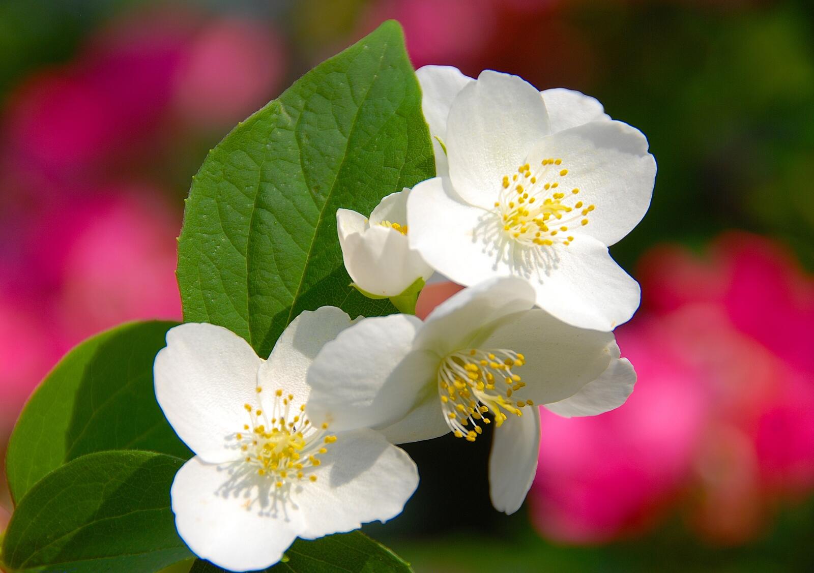 Free photo White flowers with green leaves