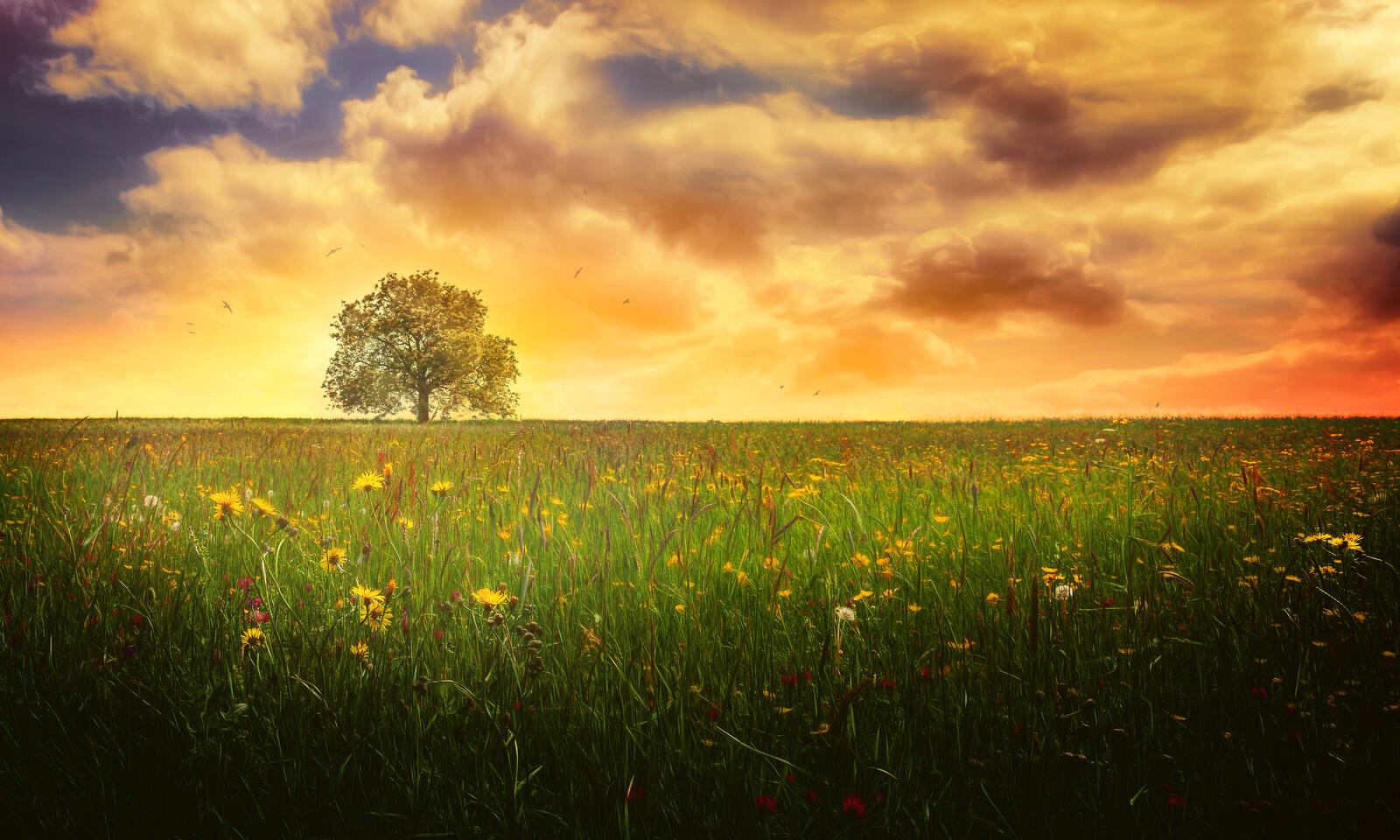 Бесплатное фото Фото закат, трава в хорошем качестве