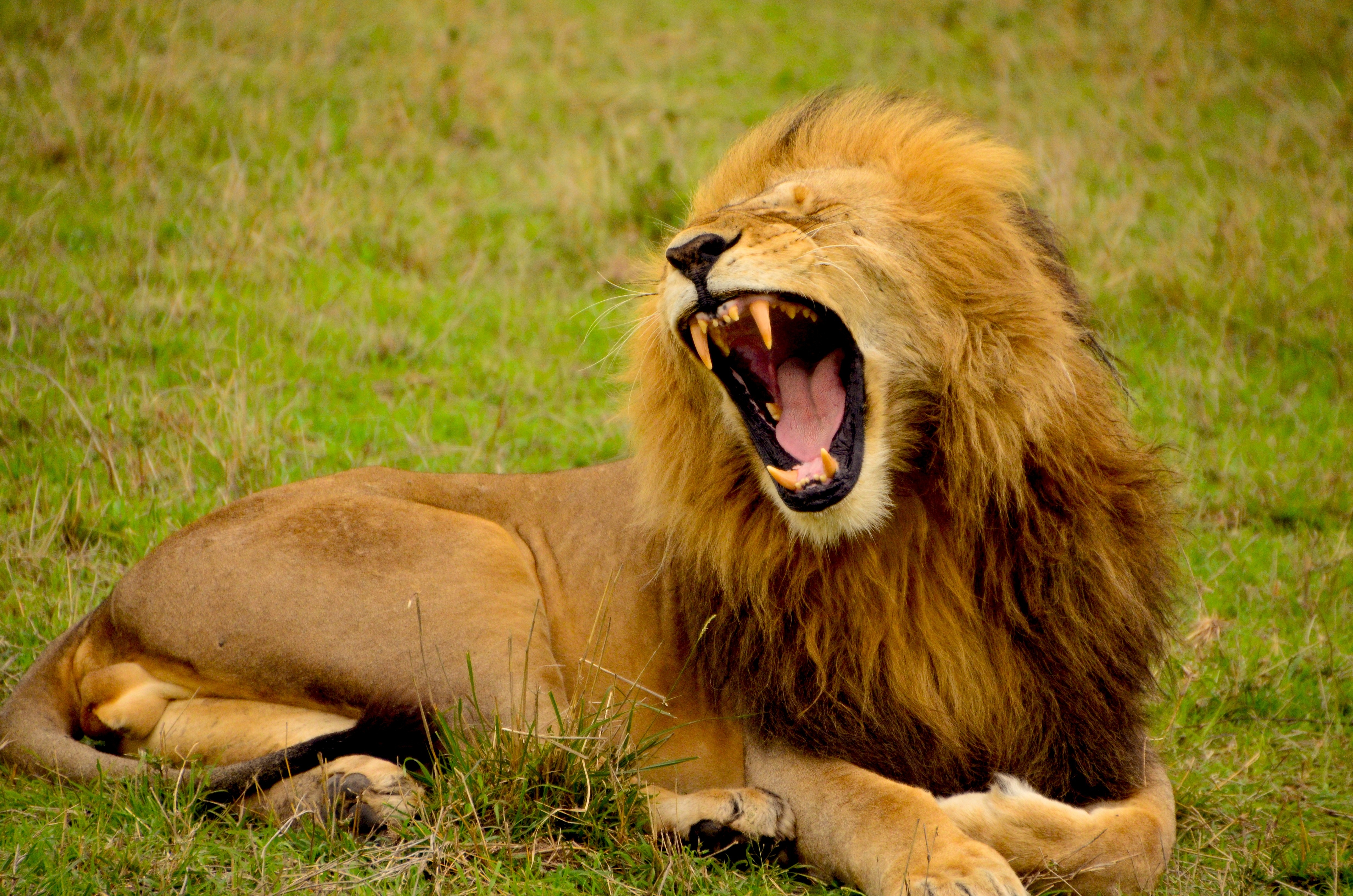 Звук льва слушать. Лев. Лев рычит. Рыкающий Лев. Хищные животные Лев.