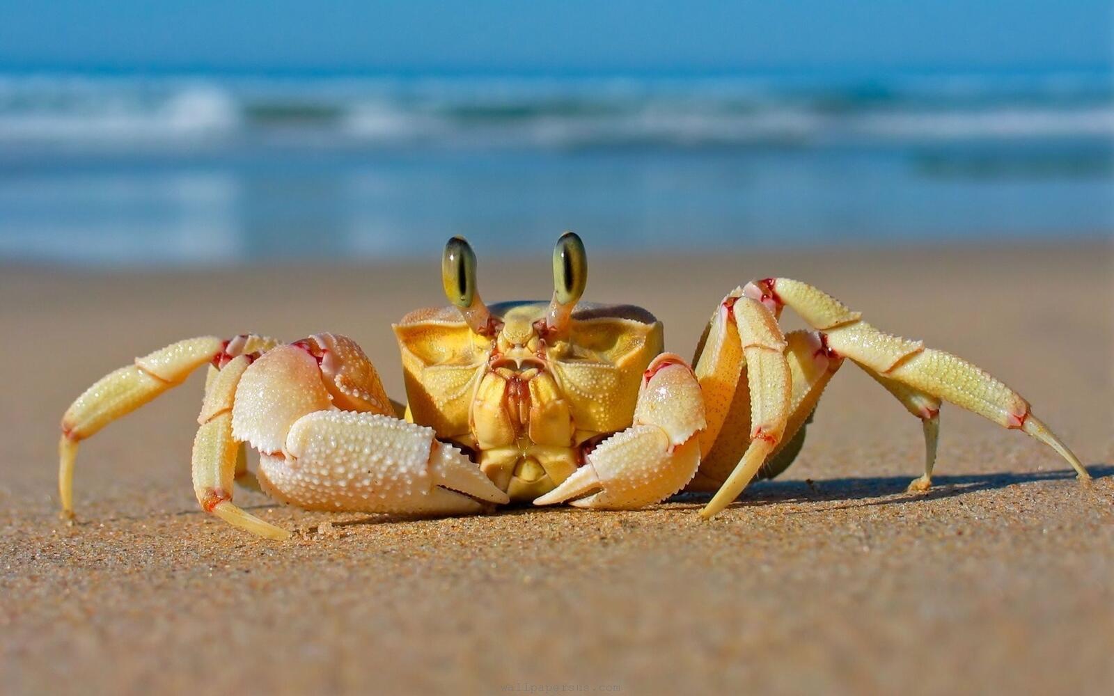 Free photo A cute little crab on the beach