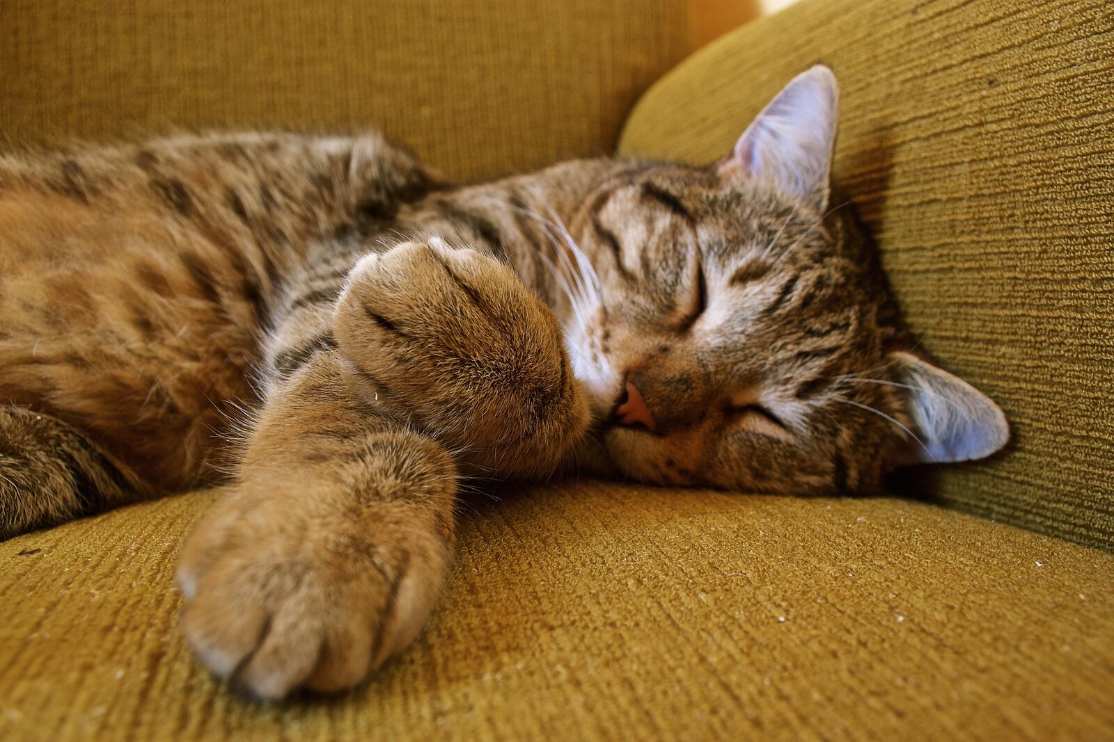 Бесплатное фото Домашний кот сладко спит
