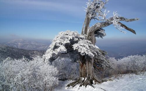 Screensaver winter tree
