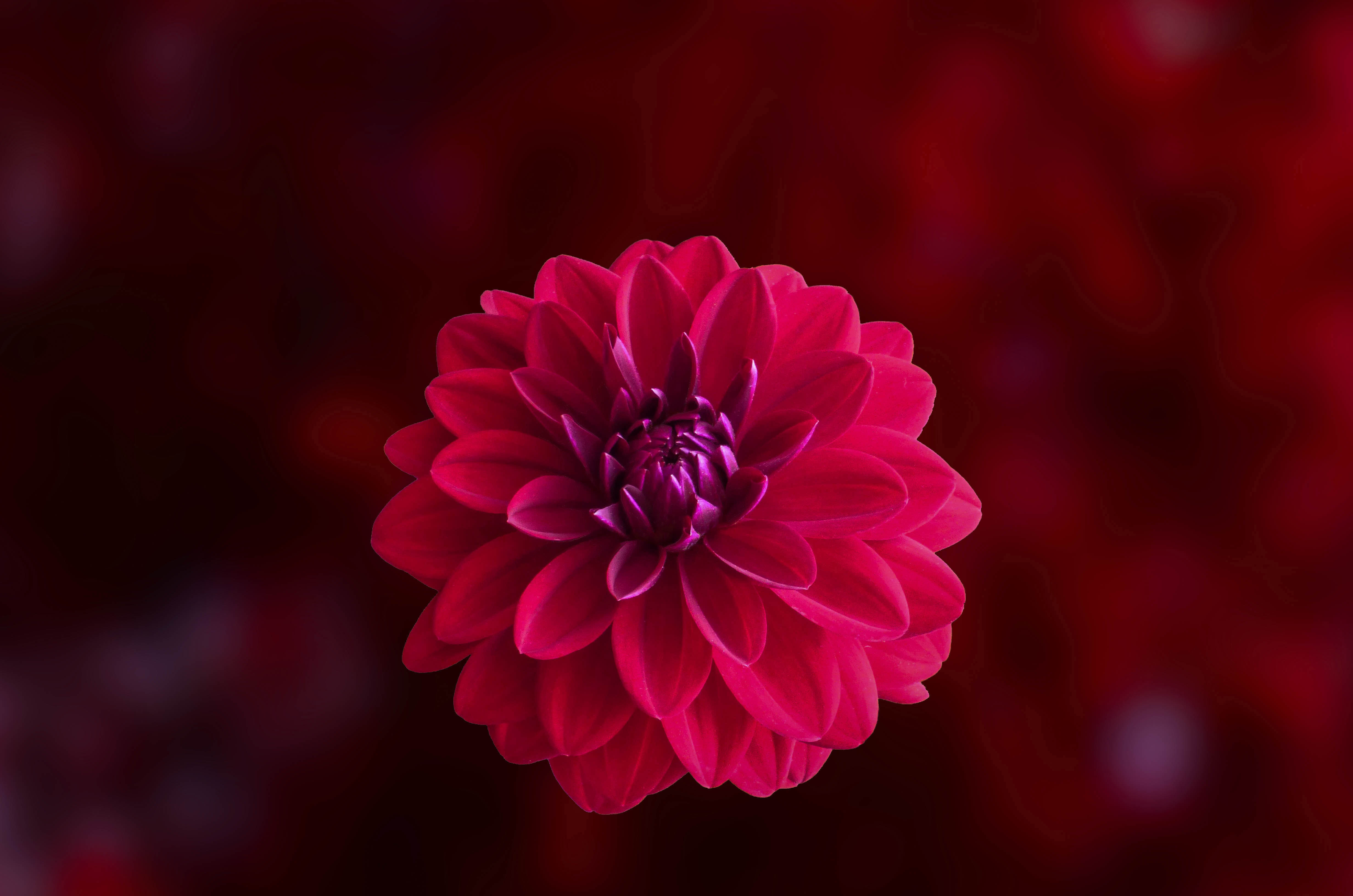 Wallpapers dahlia red pink on the desktop