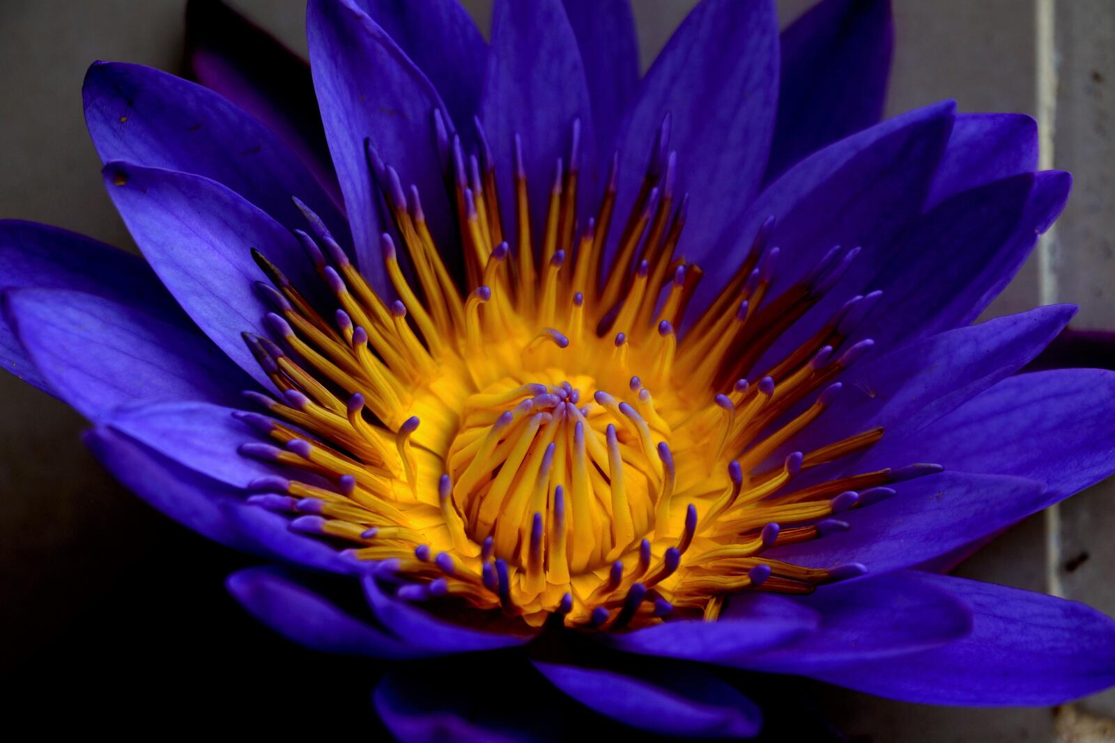 Wallpapers macro blue lotus petals on the desktop
