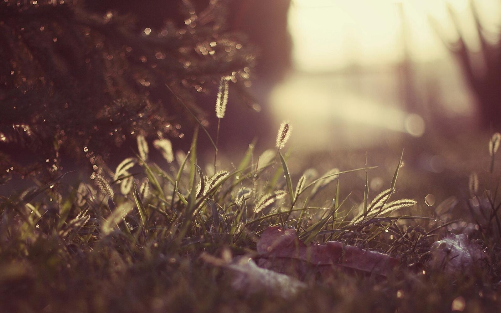 Бесплатное фото Зеленая трава при солнечном свете