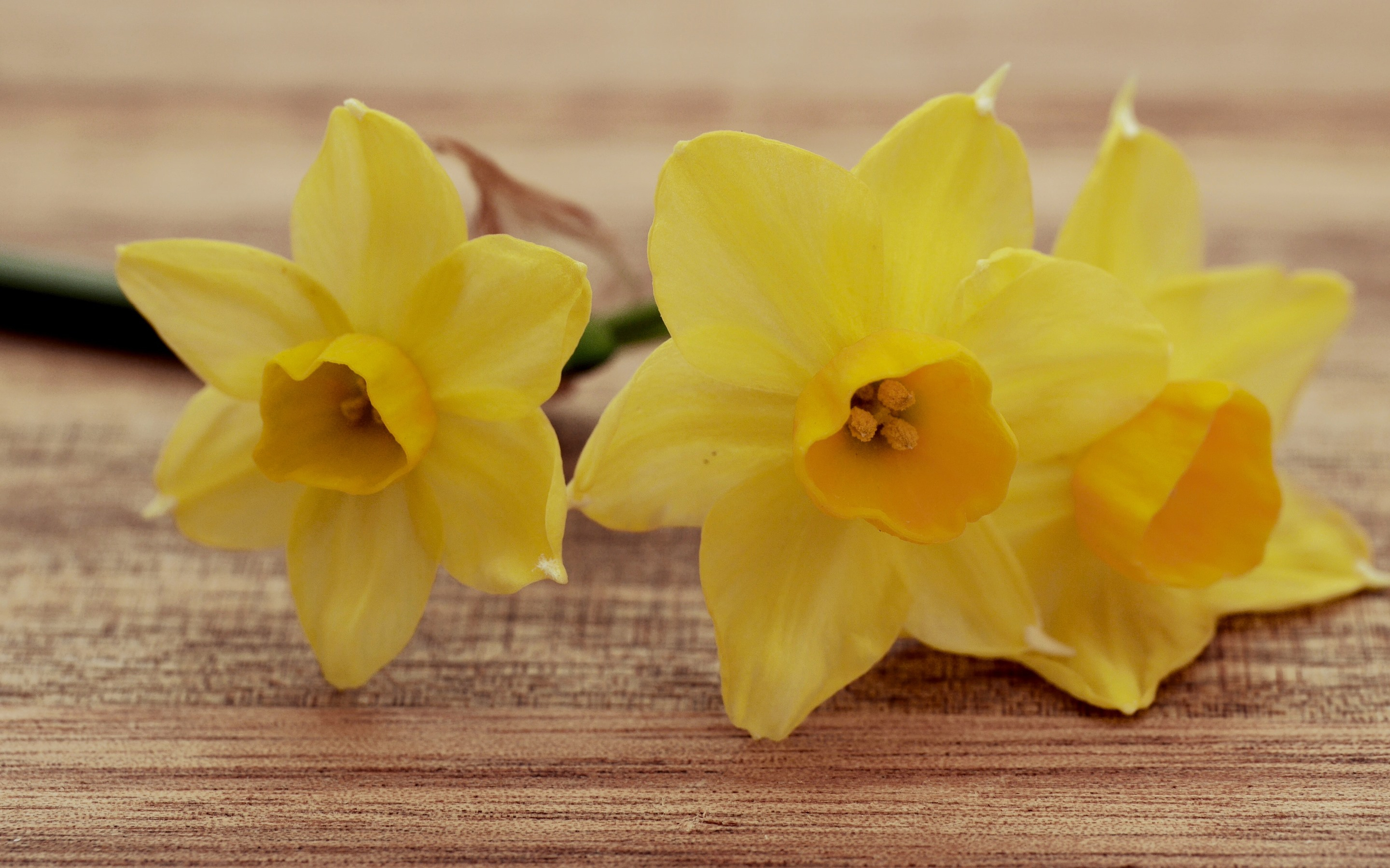 Wallpapers daffodils wallpaper yellow petals flowers on the desktop