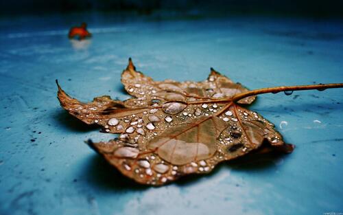 Осенний сухой лист с каплями дождя