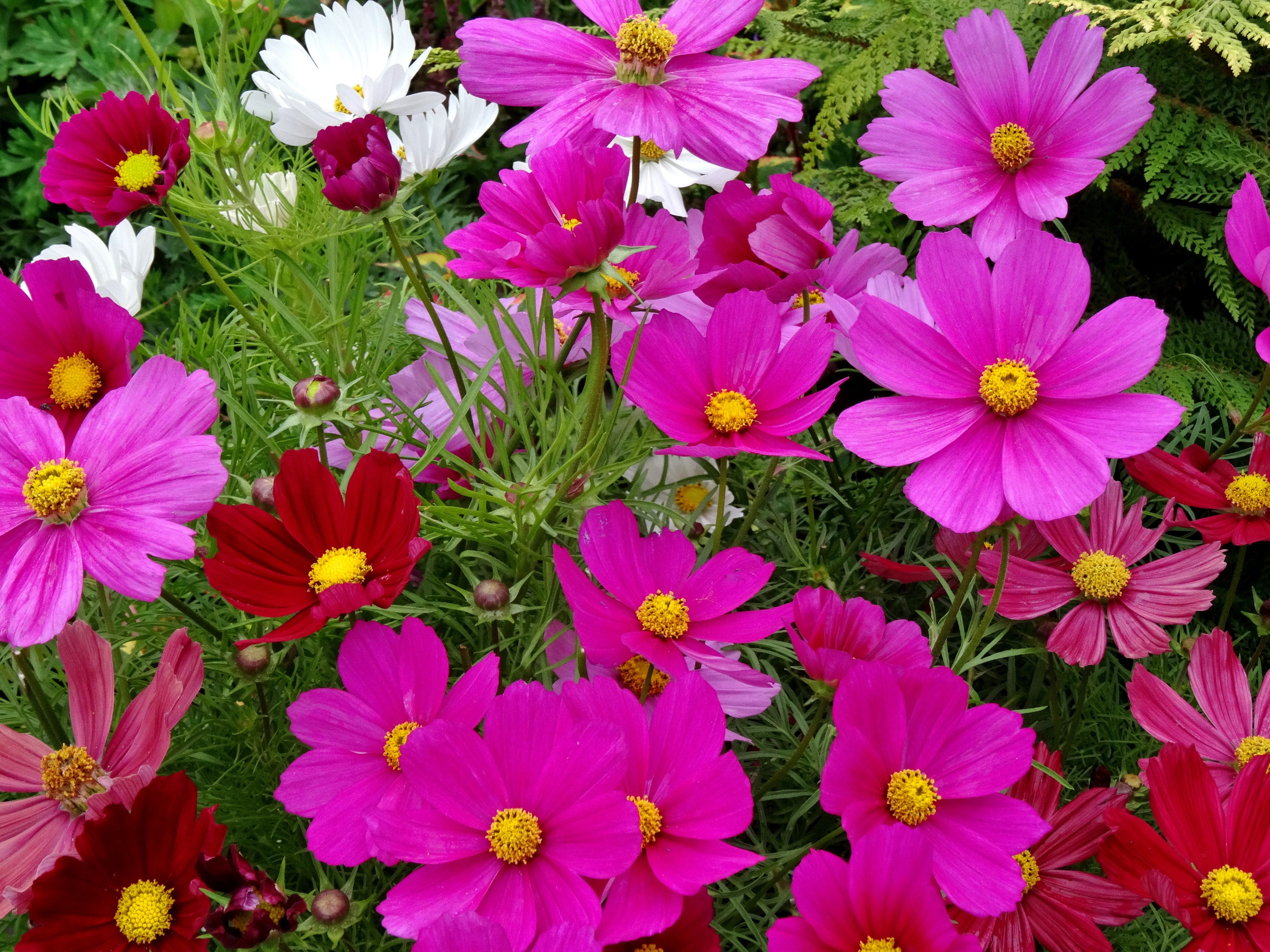 Photo free flowerbed, flora, cosmos bipinnatus