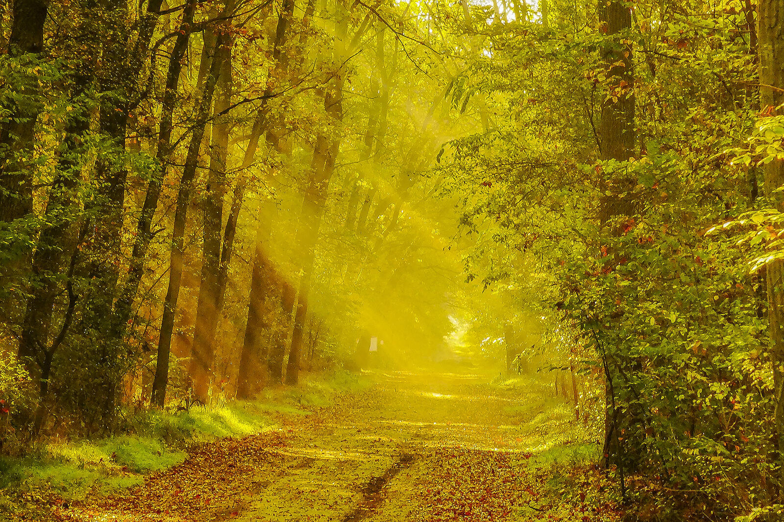 Wallpapers sun rays autumn leaves forest on the desktop