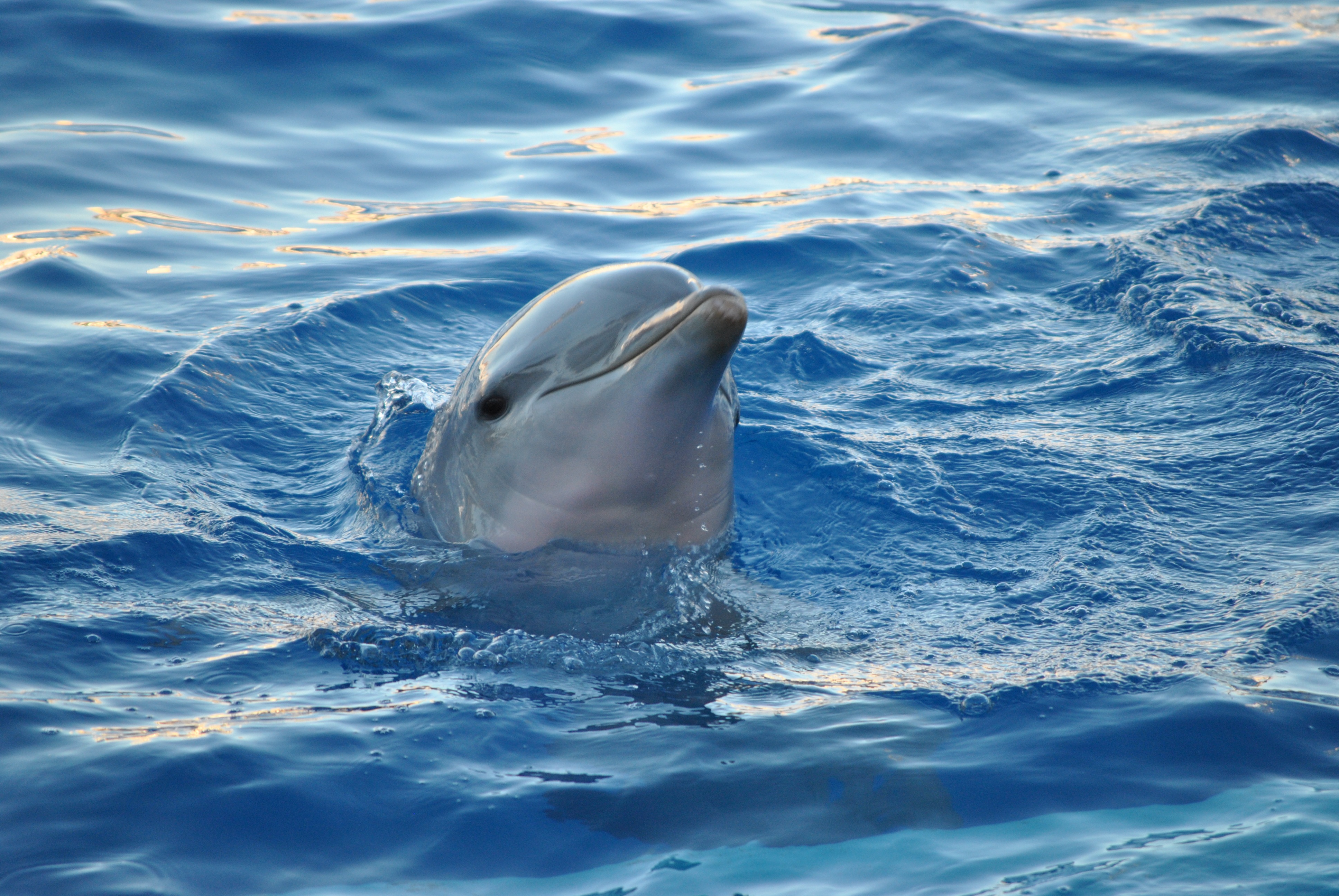 Фото бесплатно обыкновенный бутылконосый дельфин, синий, морской