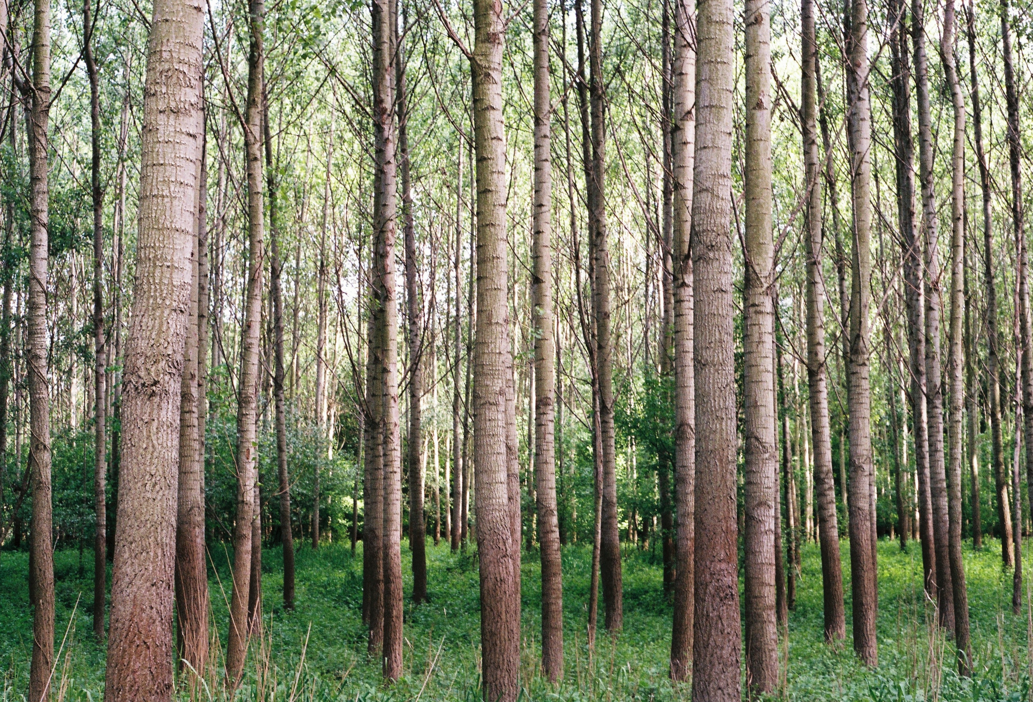 Фото бесплатно лес, старовозрастный лес, листва