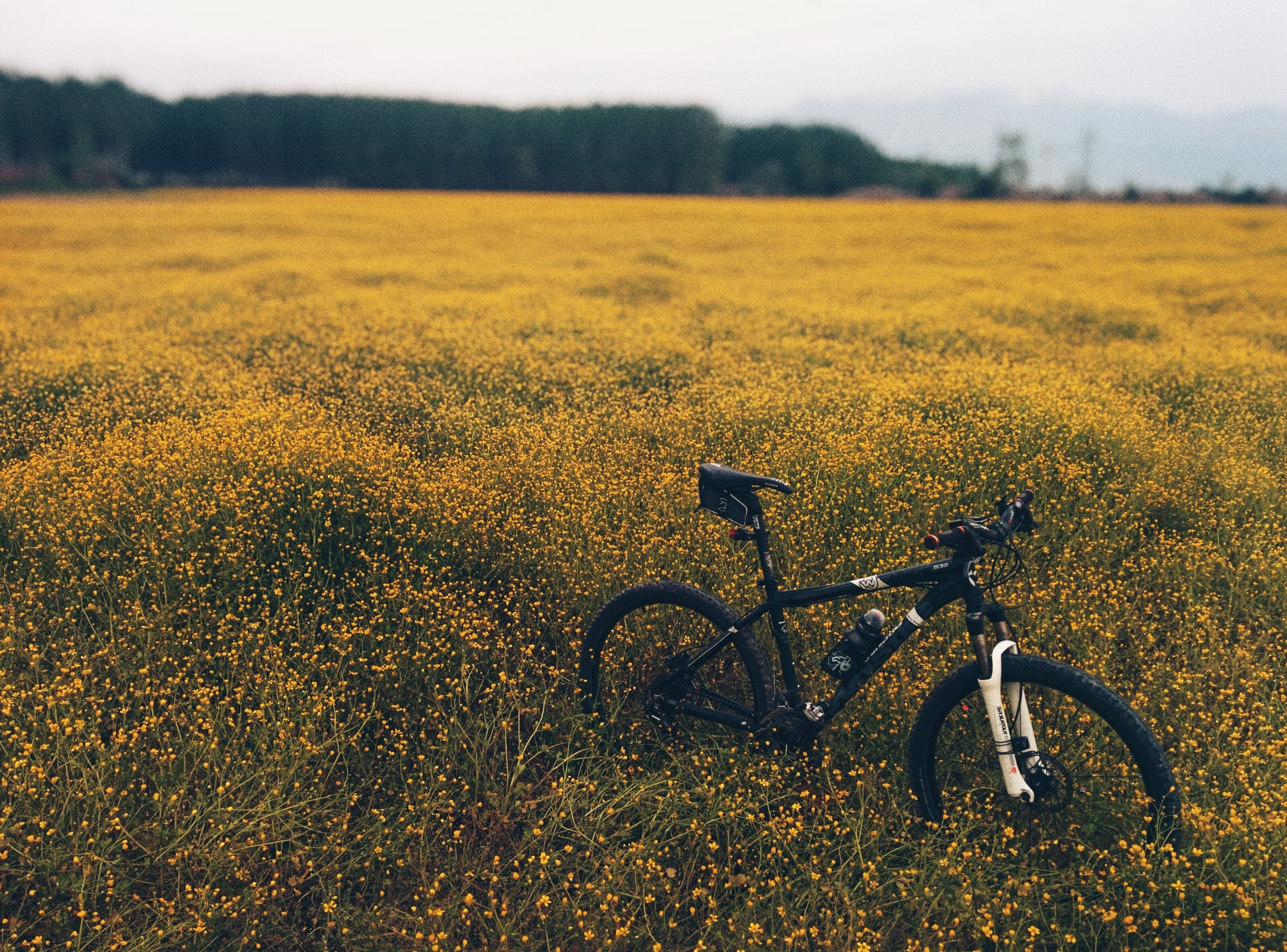 Wallpapers wallpaper field bicycle earth on the desktop