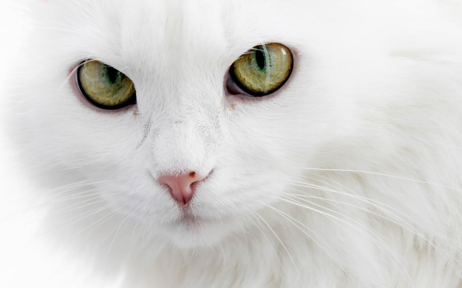 Wallpapers wallpaper white cat majestic close on the desktop