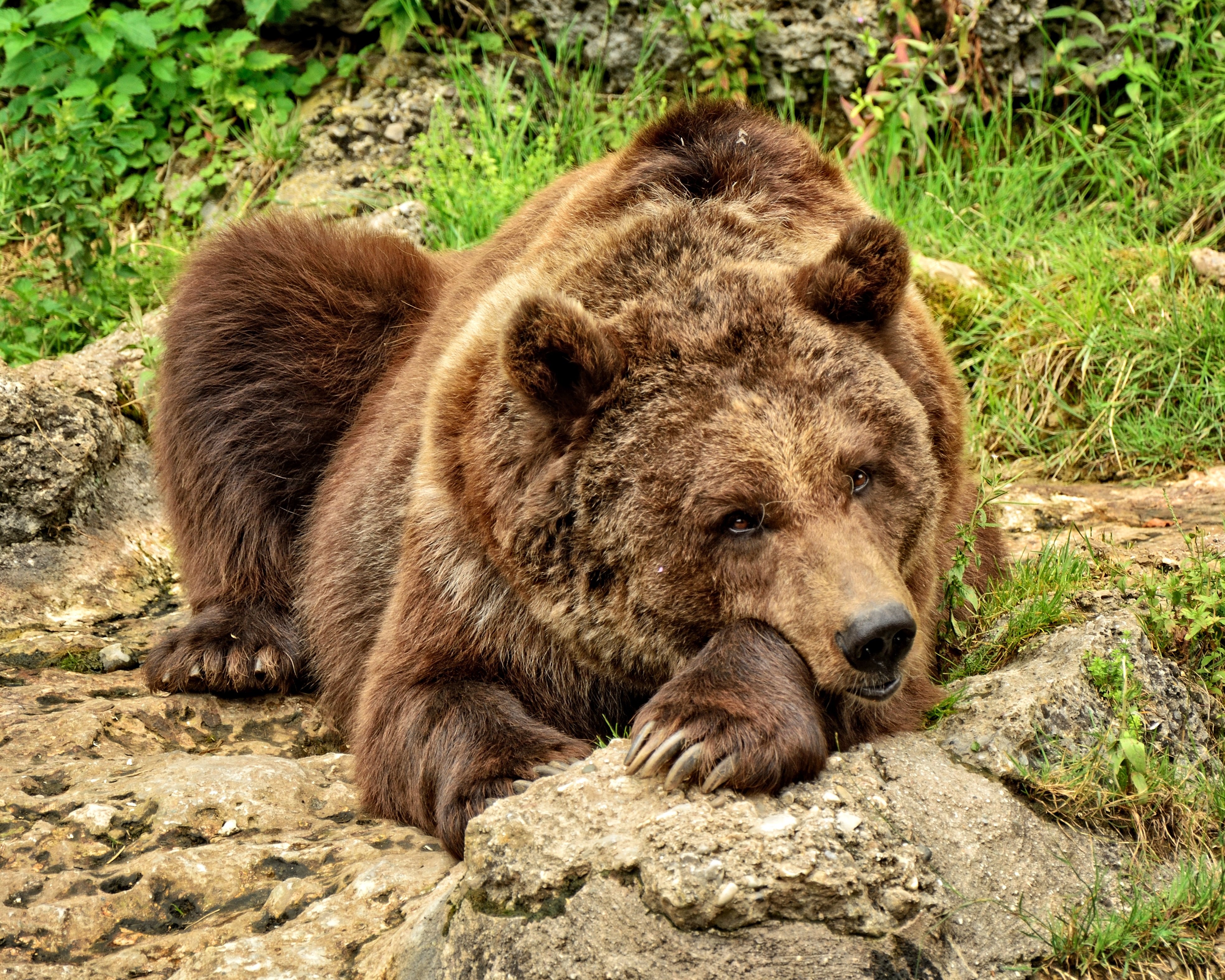 Wallpapers grizzly bear resting paws on the desktop