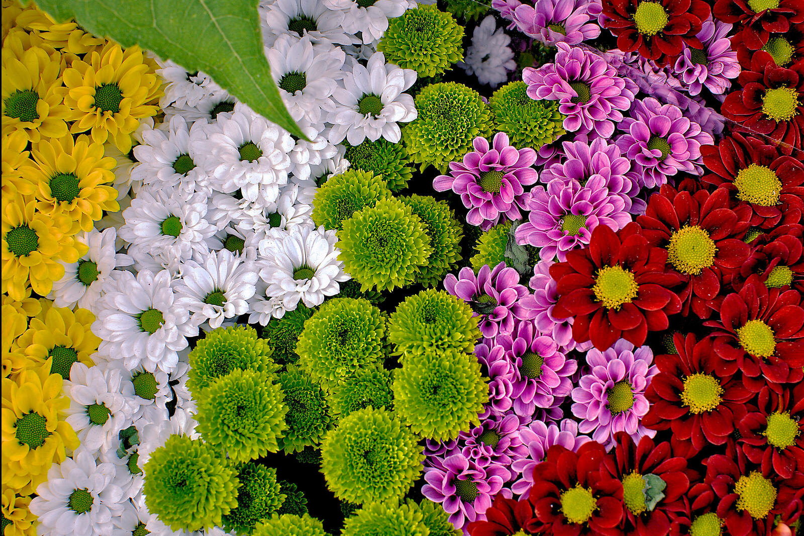 桌面上的壁纸花束 花卉背景 鲜花