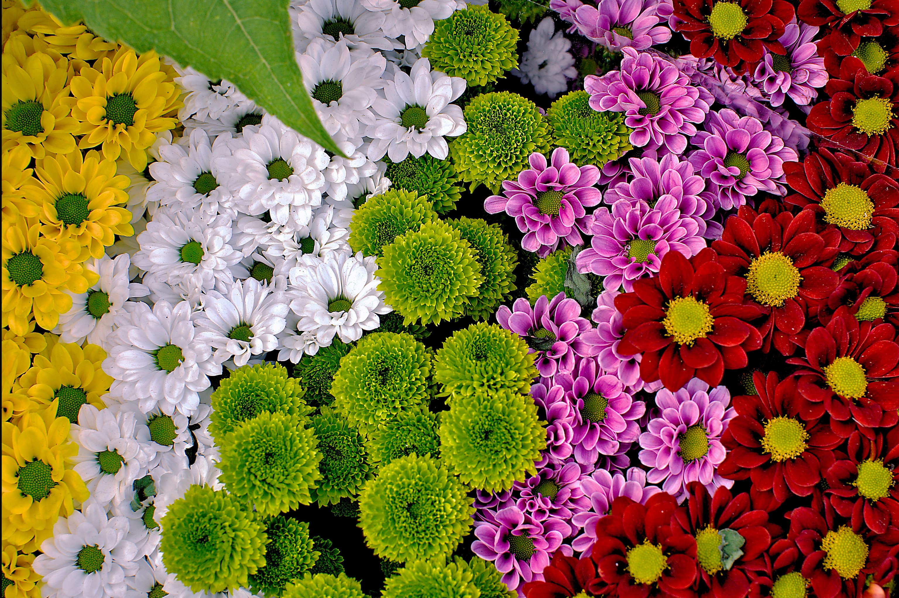 Обои букет цветочный фон цветы на рабочий стол