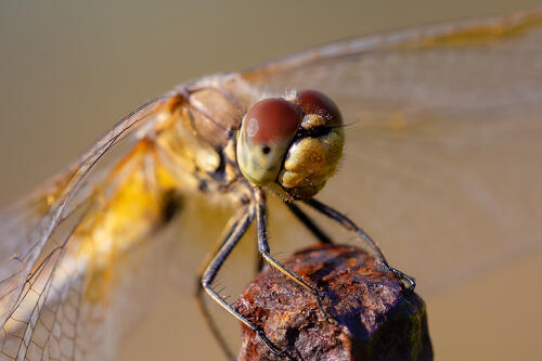 The gaze of a yellow dragonfly