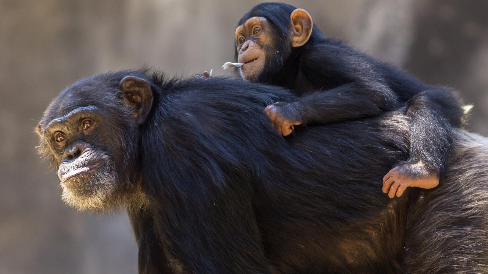 Обои ребенок обезьяна обои шимпанзе на рабочий стол