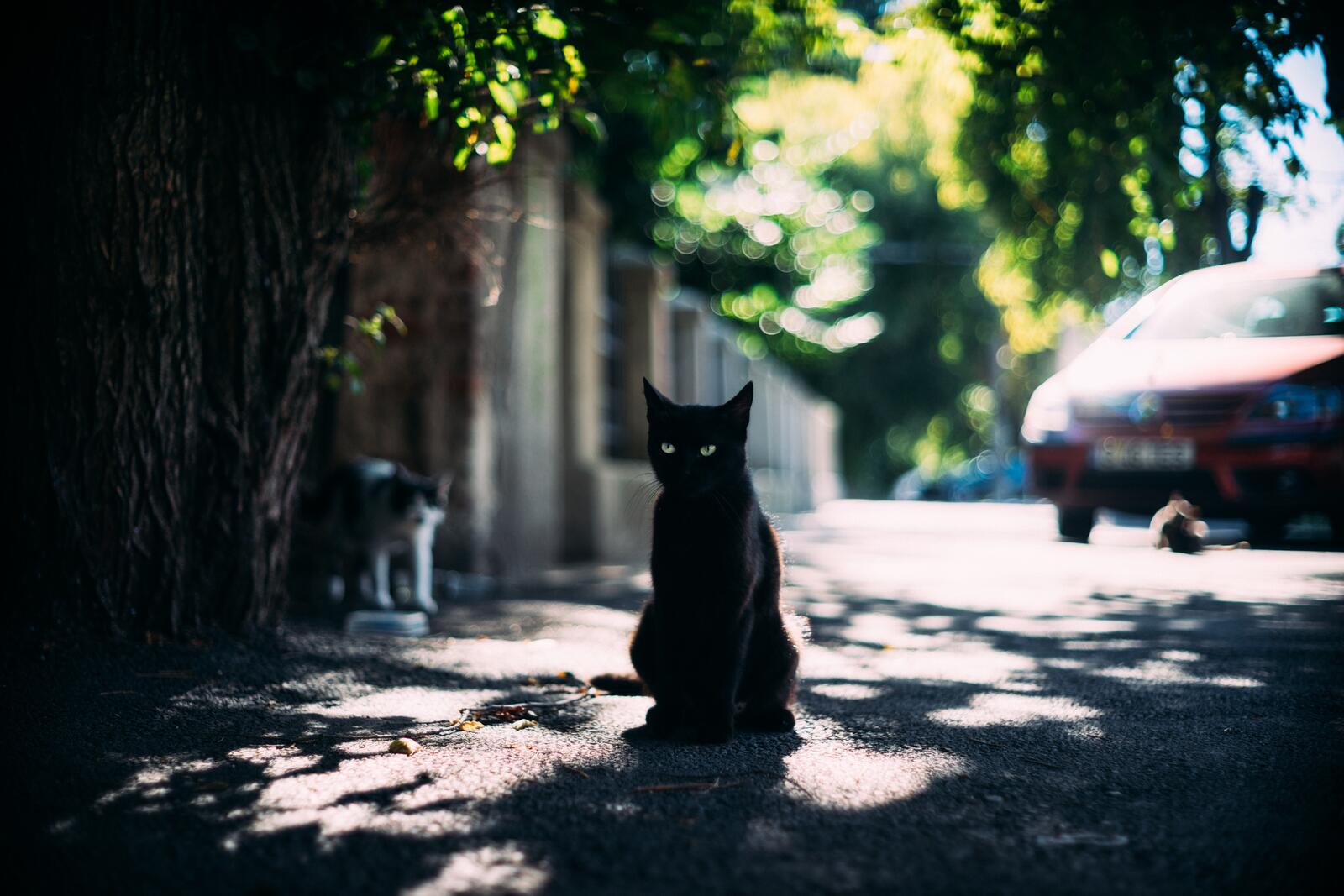 桌面上的壁纸黑猫 坐席 道路