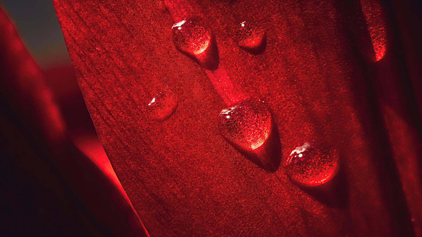 Free photo Water droplets on red petals.
