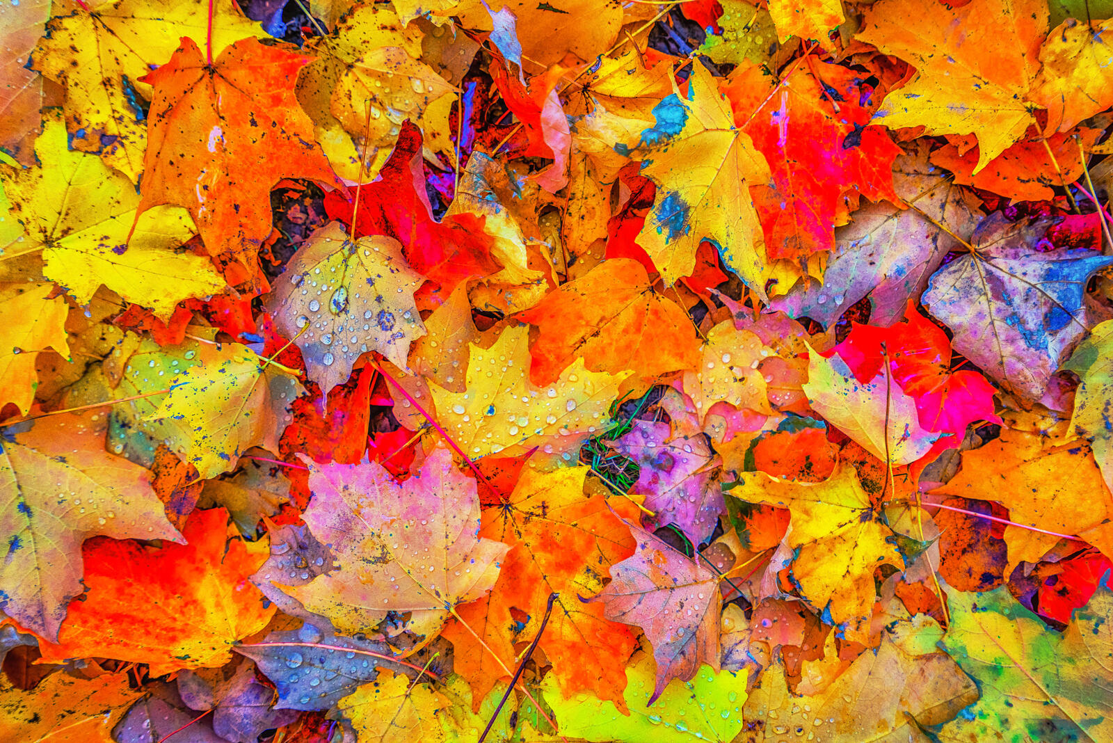 Wallpapers autumn autumn leaves drops on the desktop