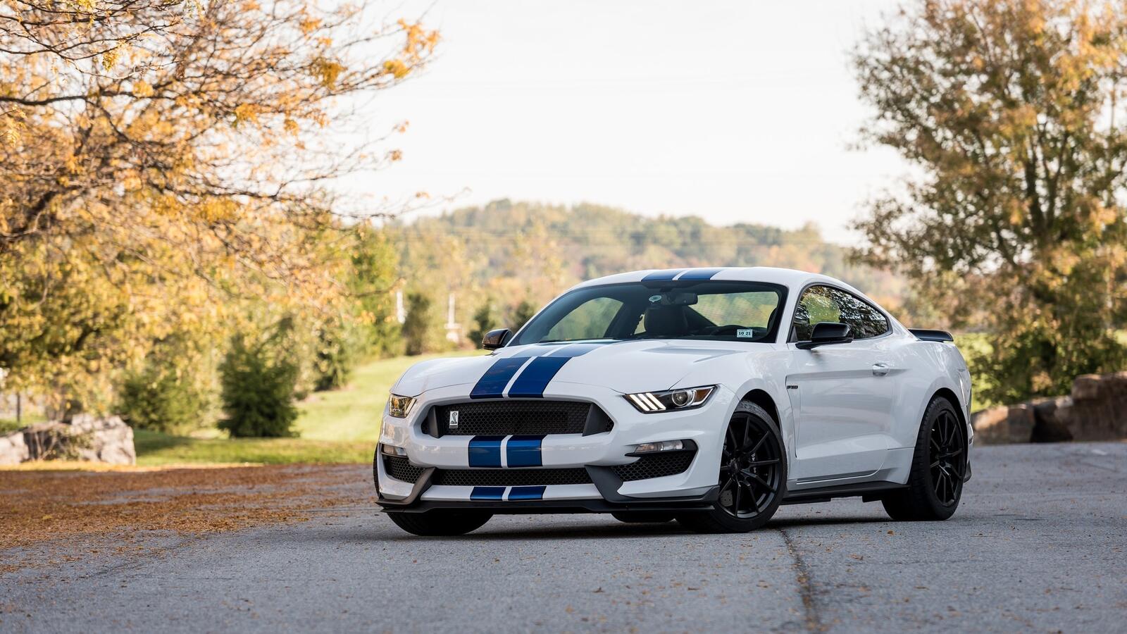 Wallpapers Ford Mustang Shelby GT350 white stripes on the desktop