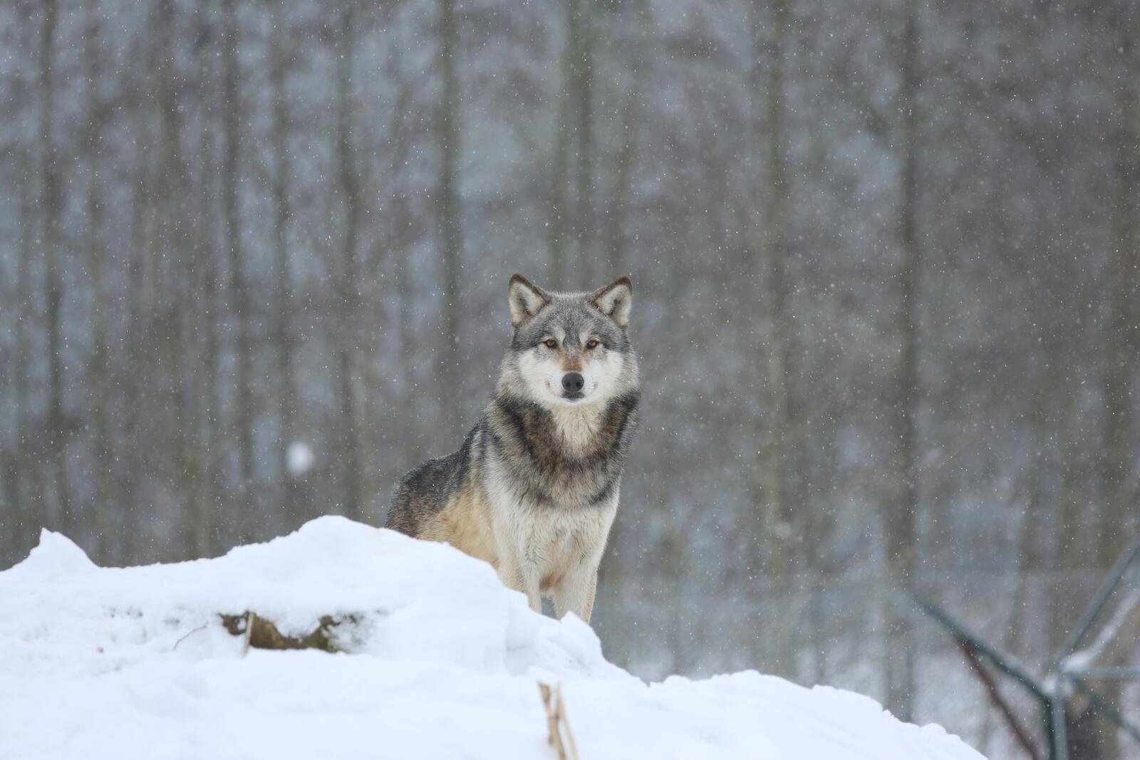 Wallpapers wolf majestic wildlife on the desktop