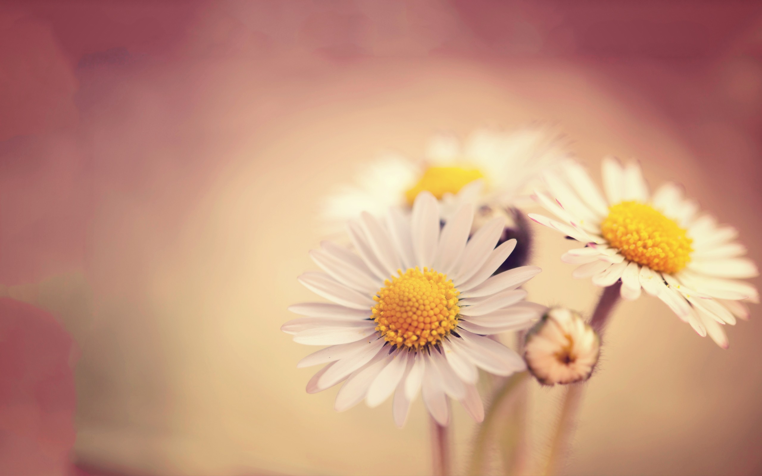 Wallpapers flowers white flowers chamomile on the desktop