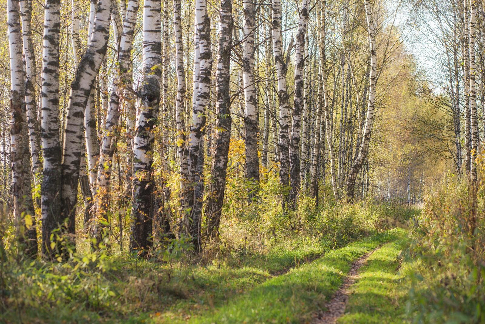 Wallpapers nature birches path on the desktop