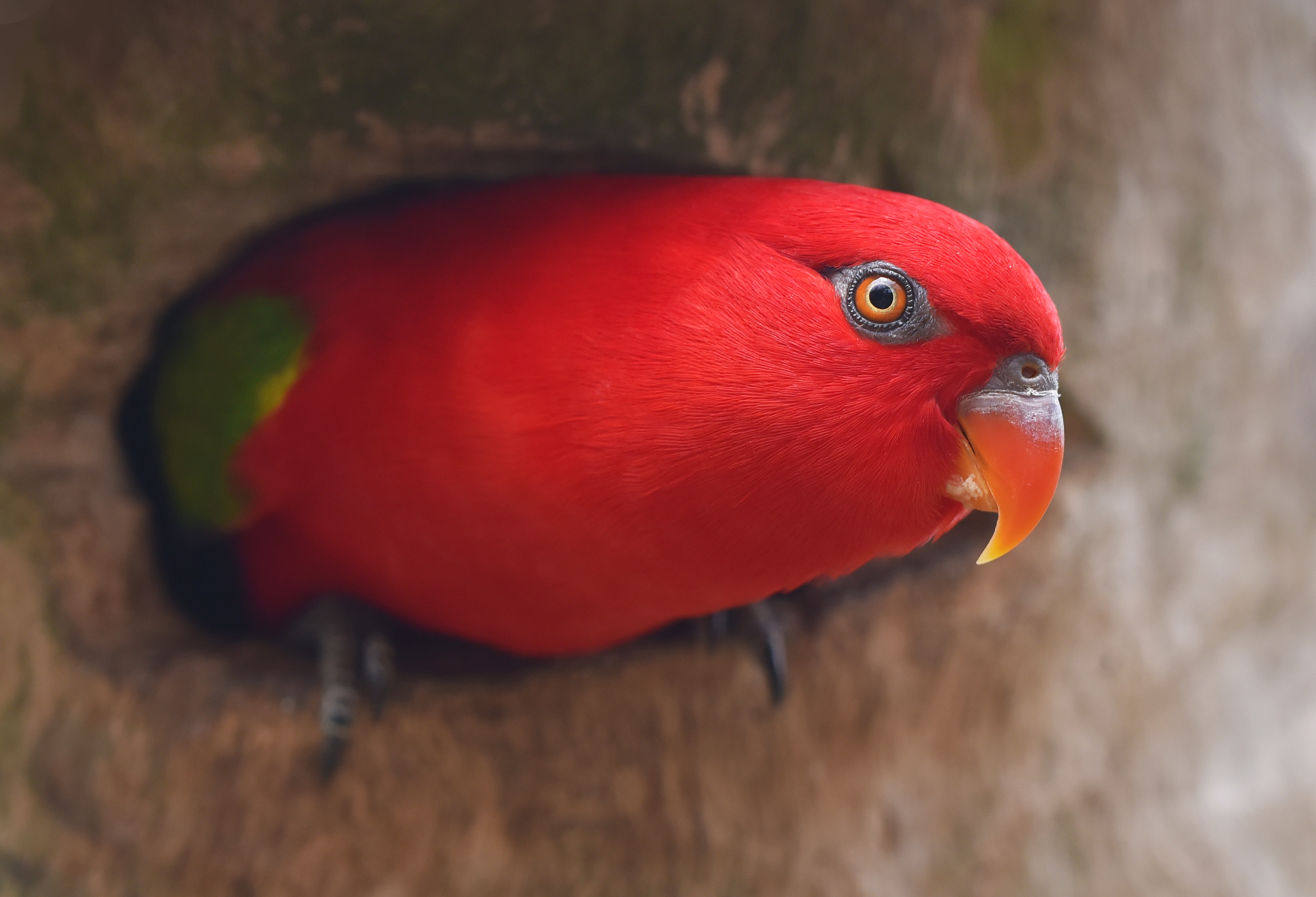 Wallpapers parrot muzzle eyes on the desktop