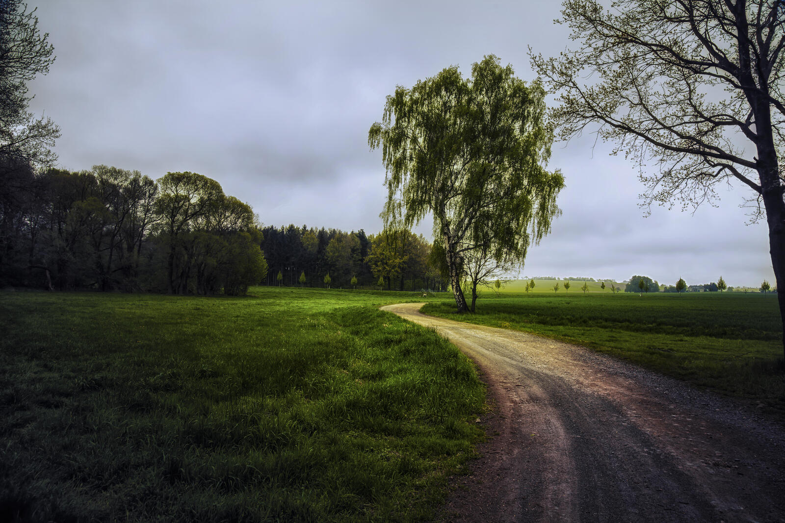 Wallpapers road across the field trees dirt road on the desktop