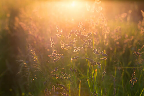 Grass and sunset