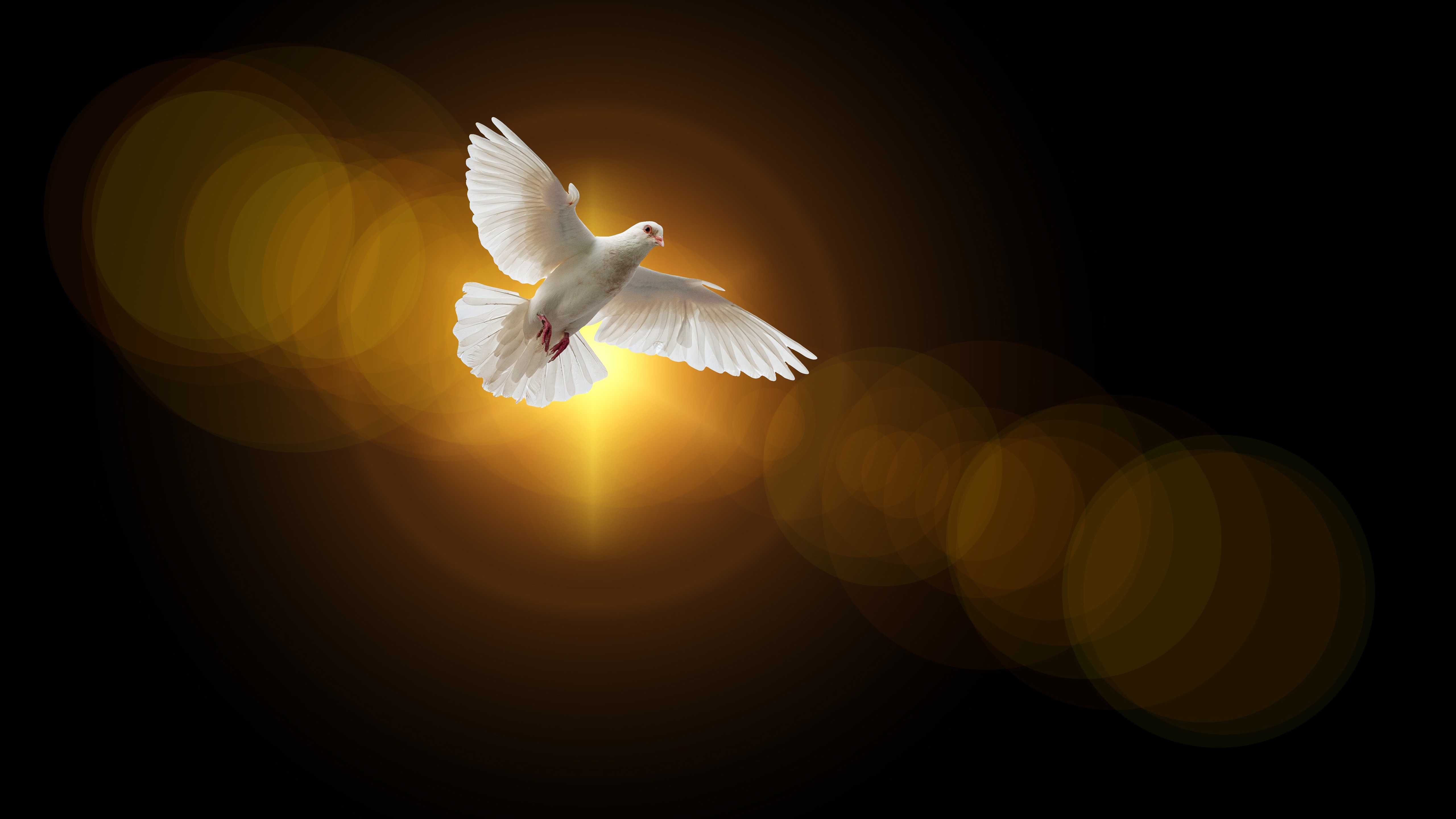 Фото бесплатно обои голубь, крылья, птицы
