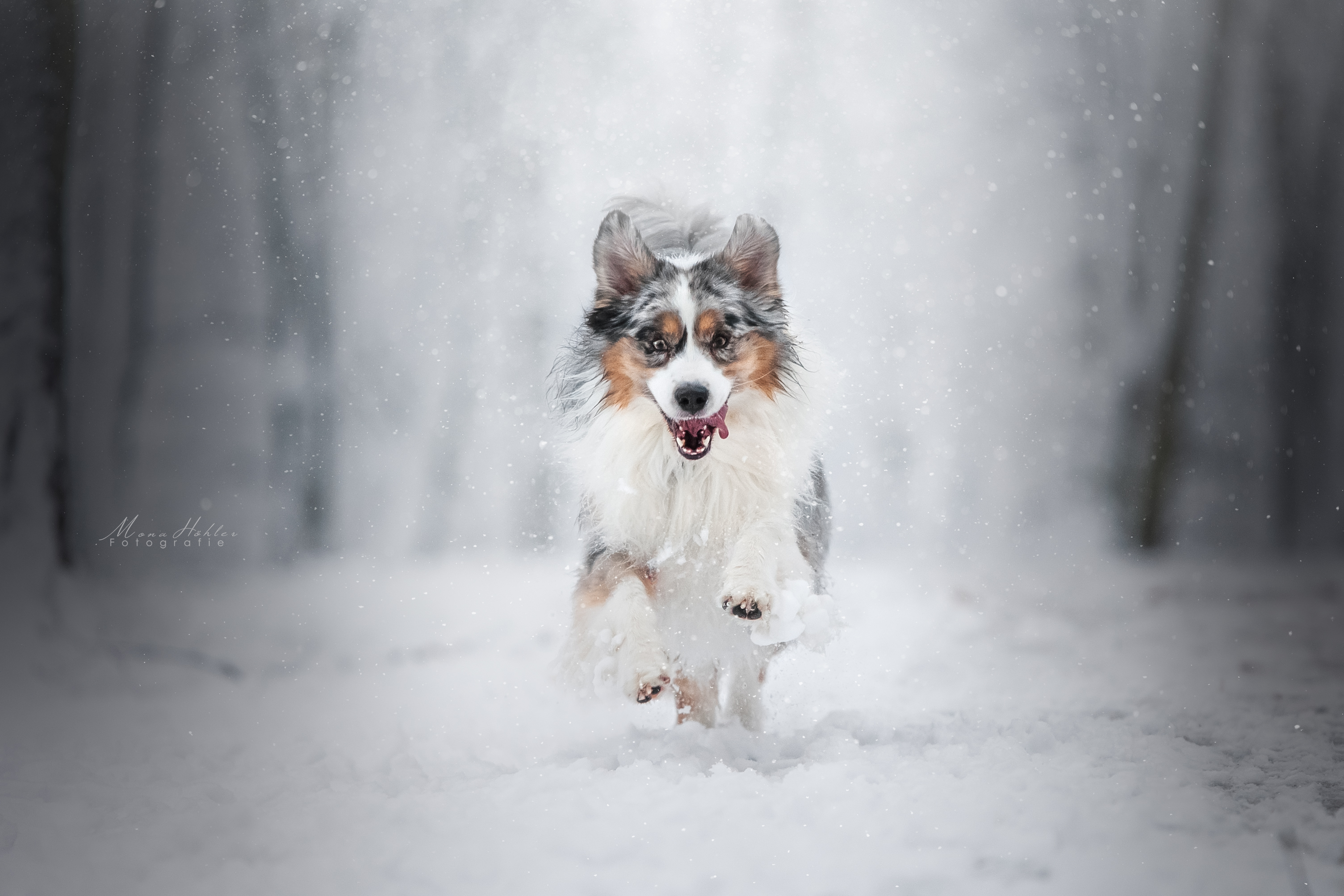 Фото бесплатно домашнее животное, красота, снег