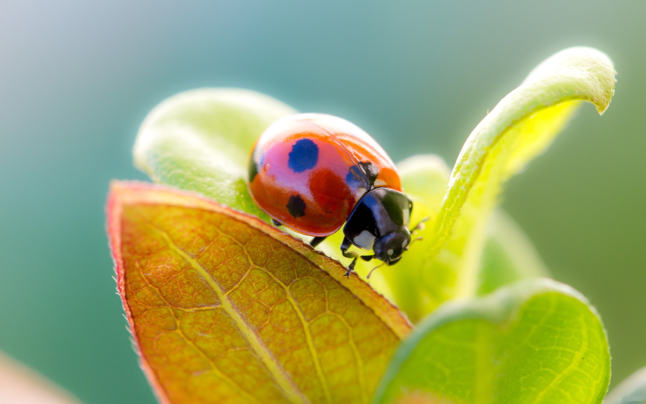 A ladybug crawls on an autumn leaf