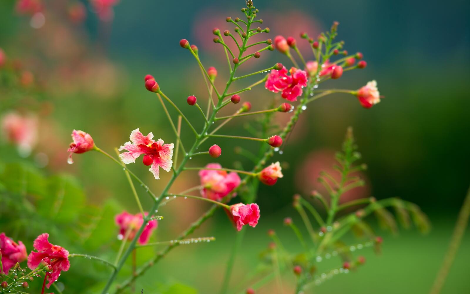 免费照片未开放的红色野花花蕾