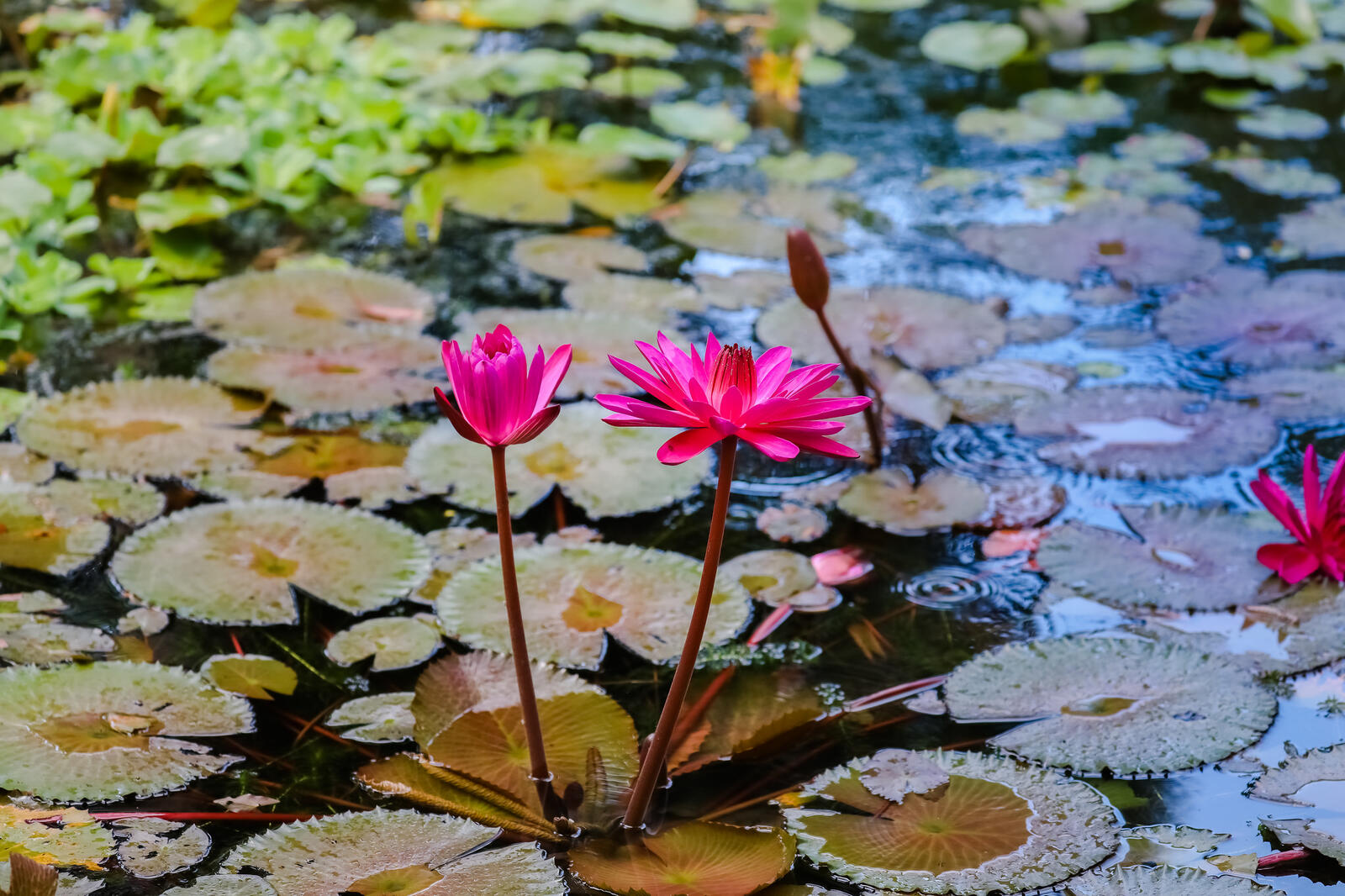 Обои красивый цветок флора водяные лилии на рабочий стол