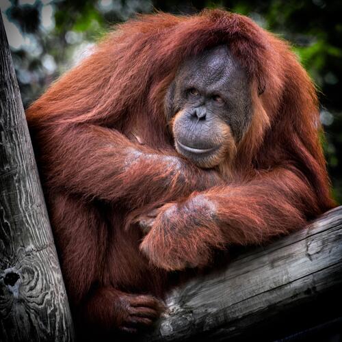 An orangutan sits on a tree branch