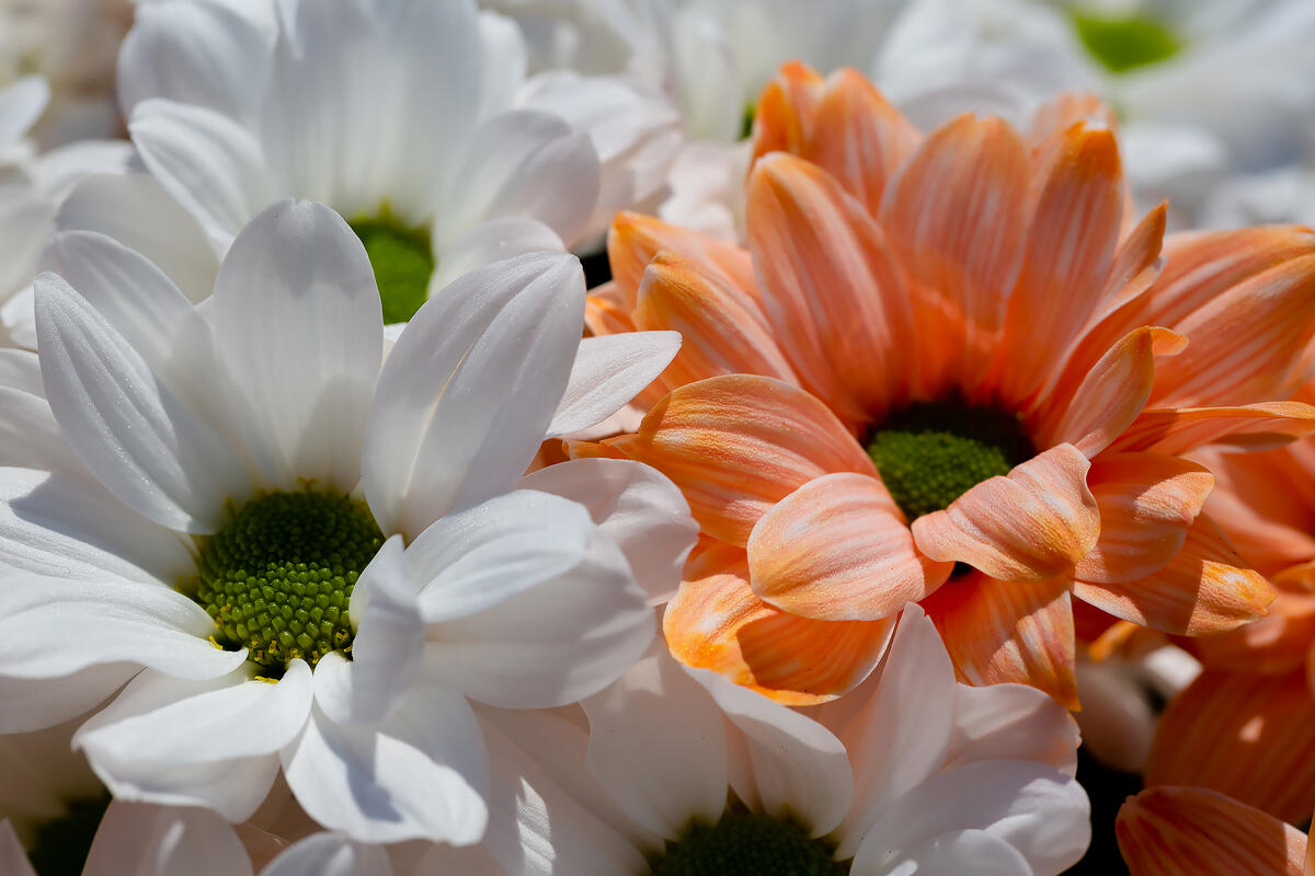 Orange and white chrysanthemums in a bouquet
