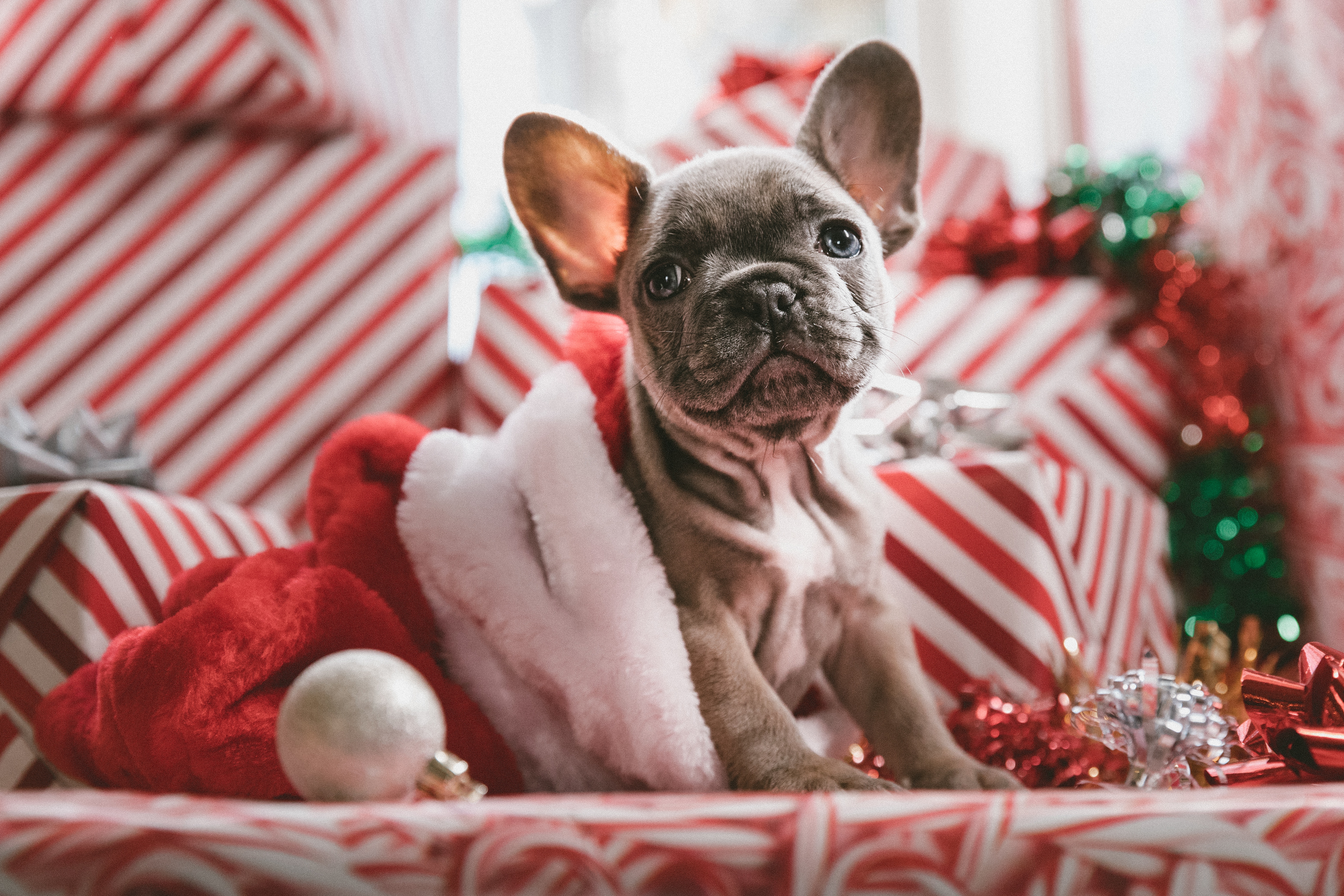 Wallpapers animals dogs french bull dog on the desktop