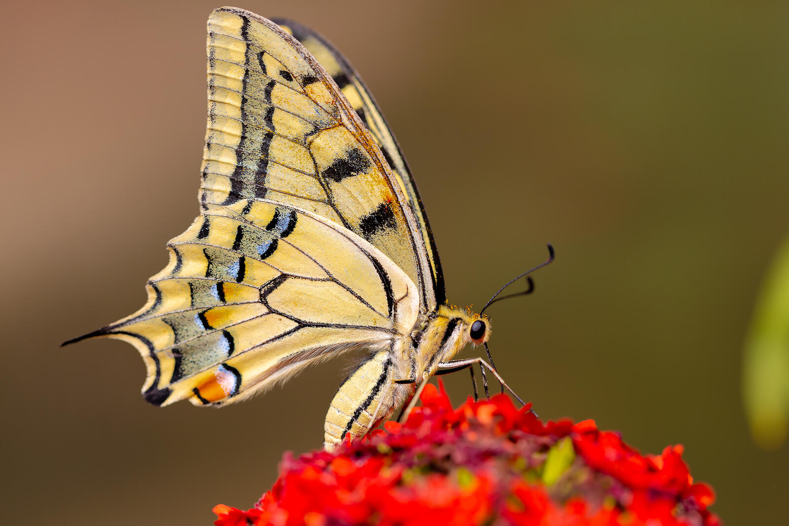 Бесплатное фото Бабочка махаон