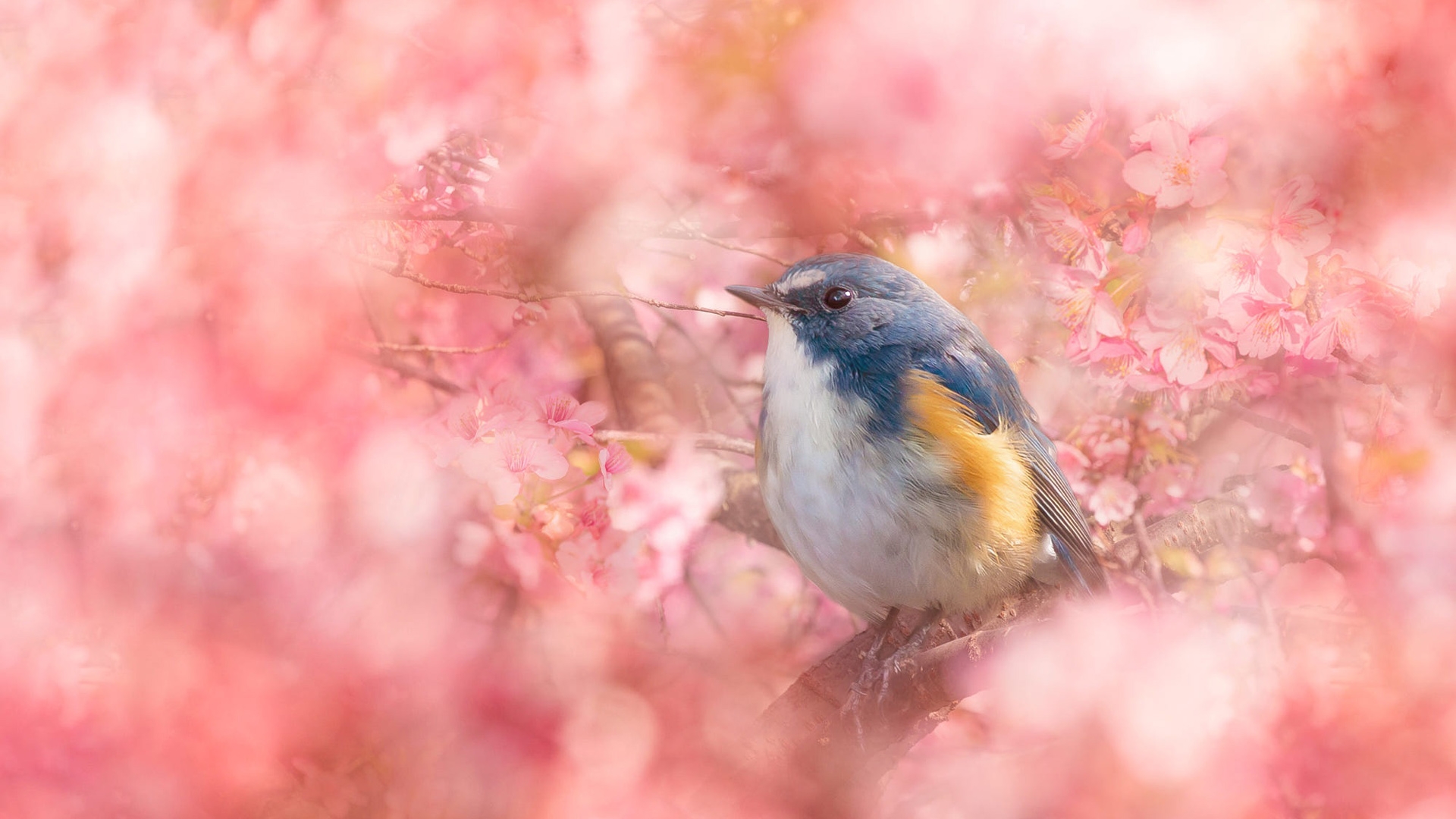 Фото розовые цветы, цветок, обои синяя птица, взгромоздившись, птицы - бесплатные картинки на Fonwall