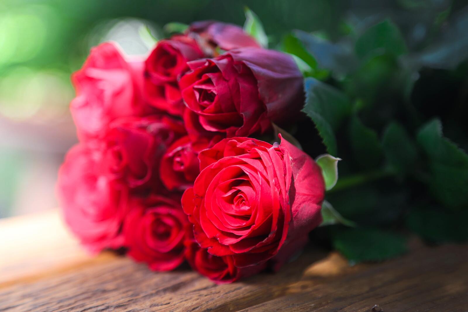 Обои цветущий цвет роза на рабочий стол