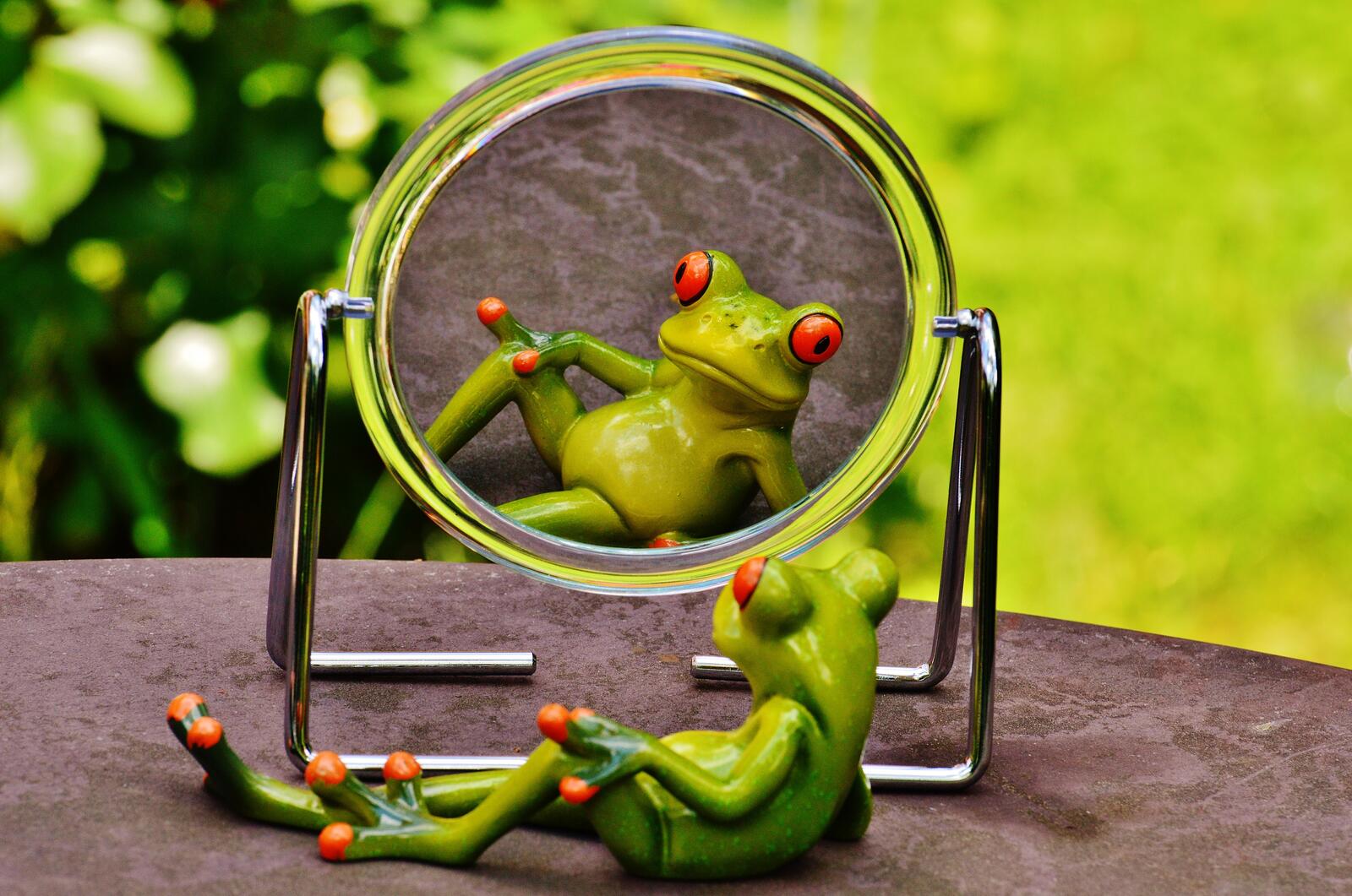 Обои зелёный лягушка зеркало на рабочий стол