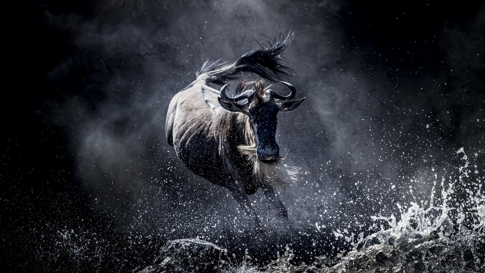 Wallpapers wildebeest running wild on the desktop