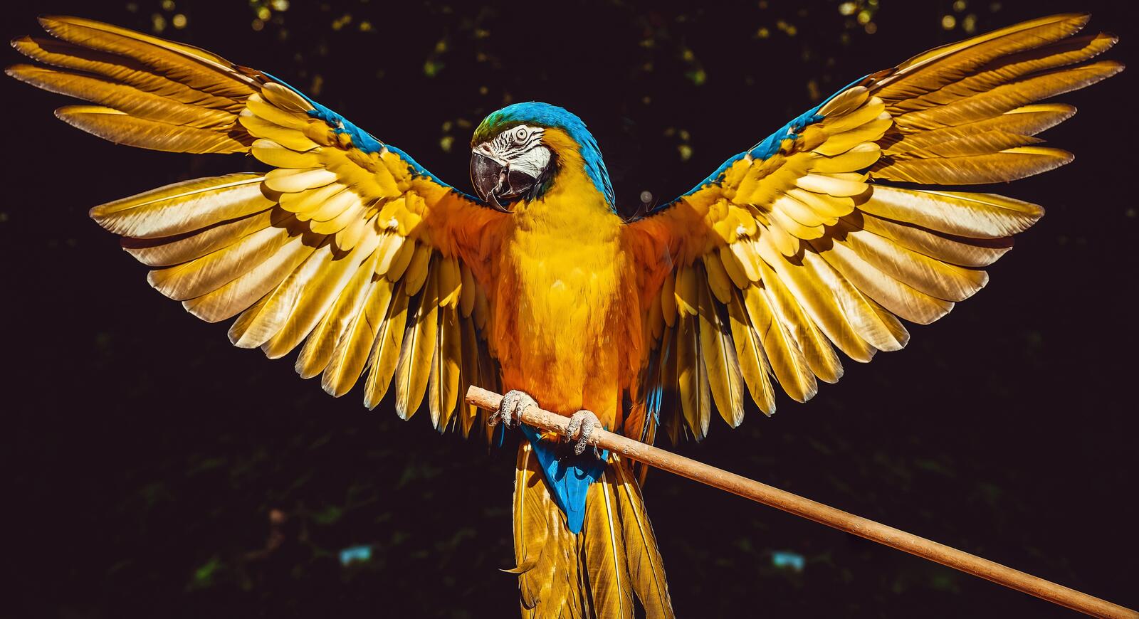 Обои желтый попугай крылья перья на рабочий стол